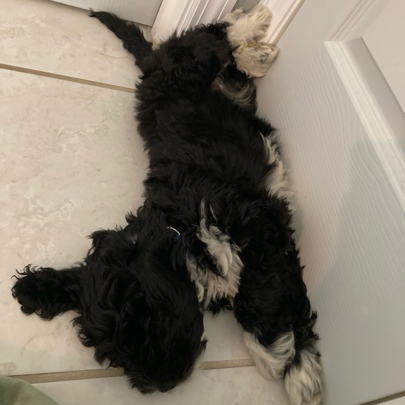 Meet your Posher, Ava - Picture 2 of 2